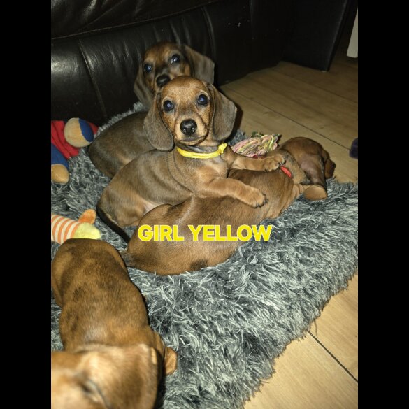 Dachshund (Smooth Haired)