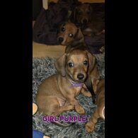 Dachshund (Smooth Haired)