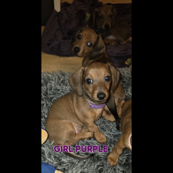 Dachshund (Smooth Haired)