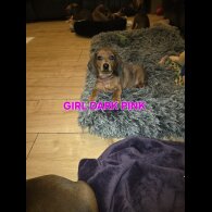 Dachshund (Smooth Haired)