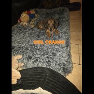 Dachshund (Smooth Haired)