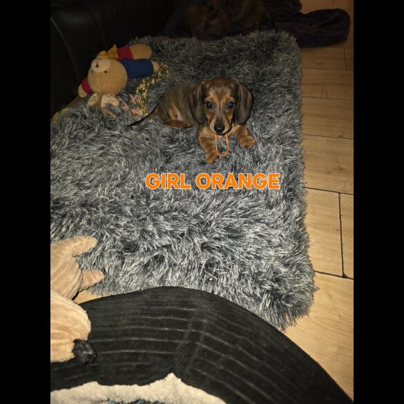 Dachshund (Smooth Haired)