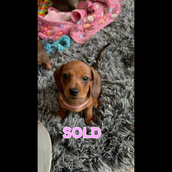 Dachshund (Smooth Haired)