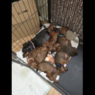 Dachshund (Smooth Haired)