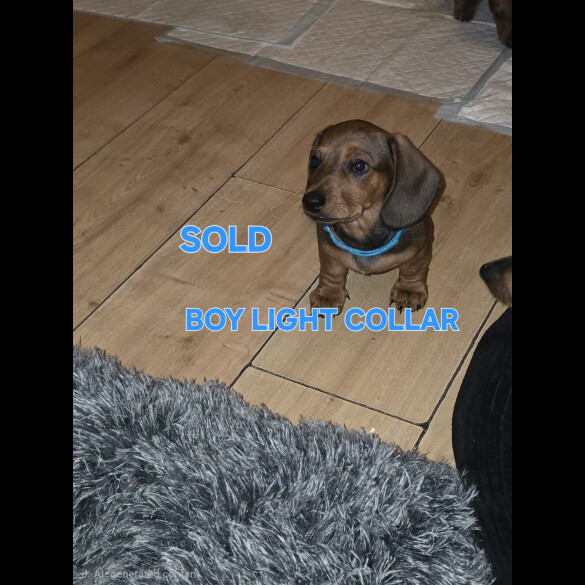 Dachshund (Smooth Haired)