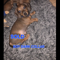 Dachshund (Smooth Haired)