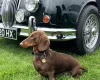 Dachshund (Smooth Haired)