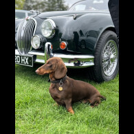 Dachshund (Smooth Haired)