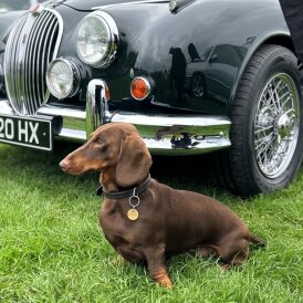 Dachshund (Smooth Haired)