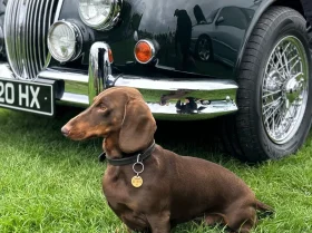 Dachshund (Smooth Haired)