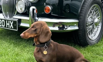 Dachshund (Smooth Haired)