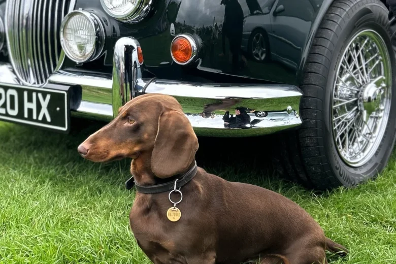Dachshund (Smooth Haired)