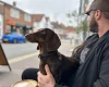 Dachshund (Smooth Haired)