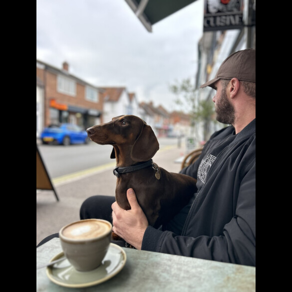 Dachshund (Smooth Haired)