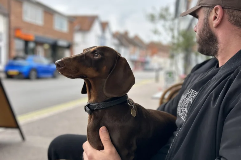 Dachshund (Smooth Haired)