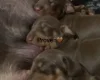Dachshund (Smooth Haired)