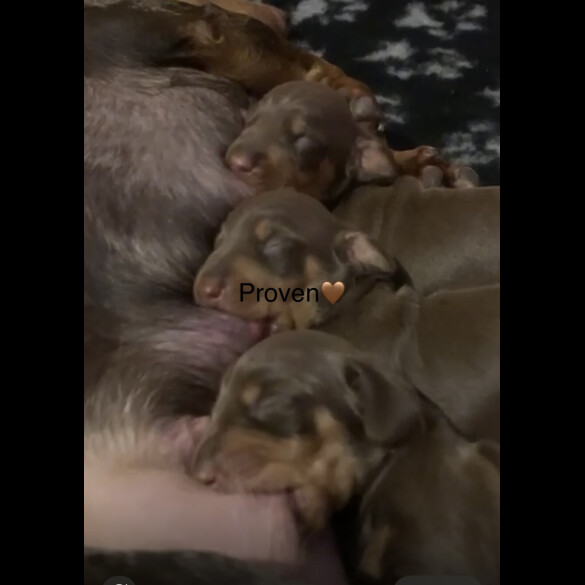 Dachshund (Smooth Haired)