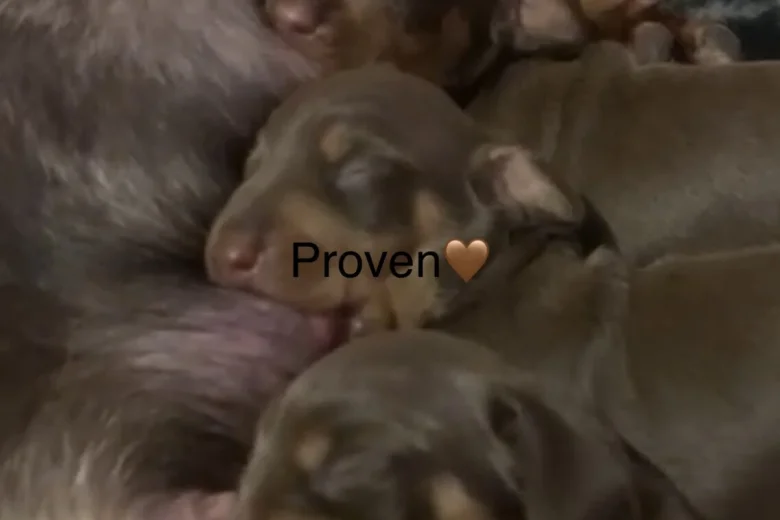 Dachshund (Smooth Haired)