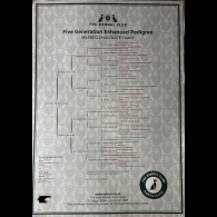 Dachshund (Smooth Haired)