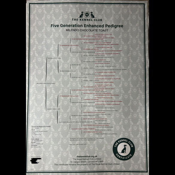 Dachshund (Smooth Haired)