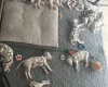 Dalmatian