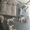 Dalmatian