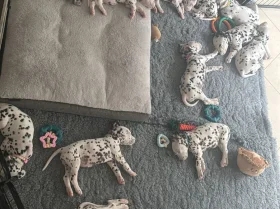 Dalmatian