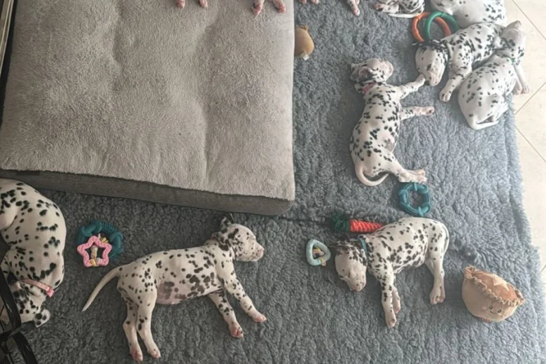 Dalmatian