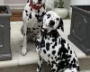 Dalmatian