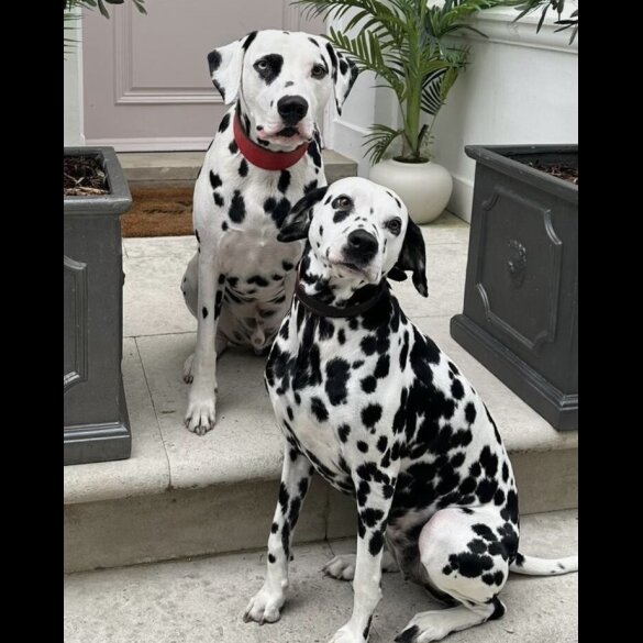 Dalmatian