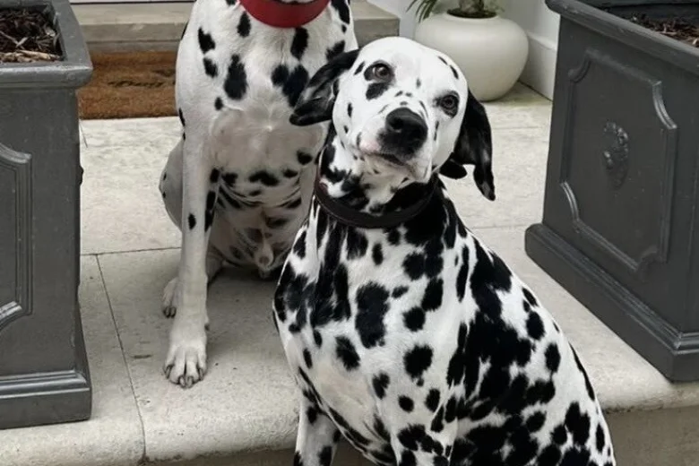 Dalmatian