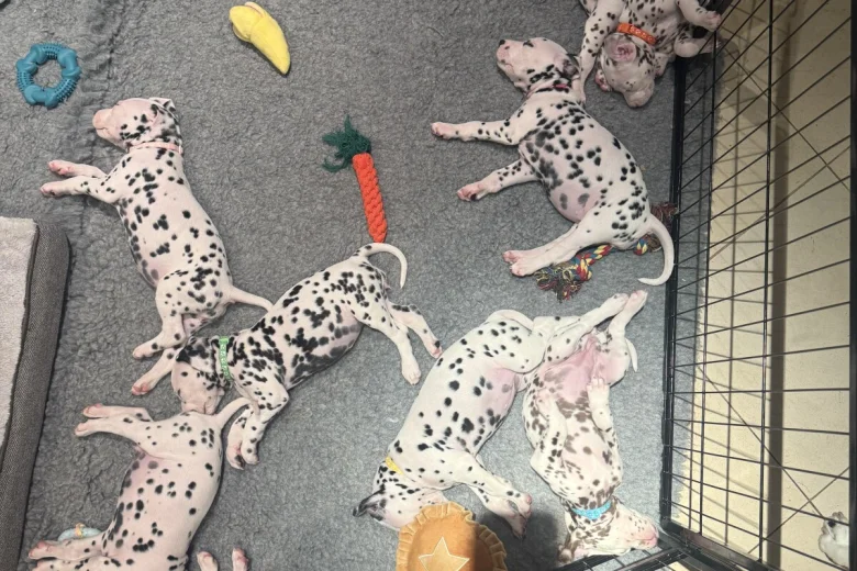 Dalmatian