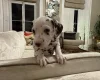 Dalmatian