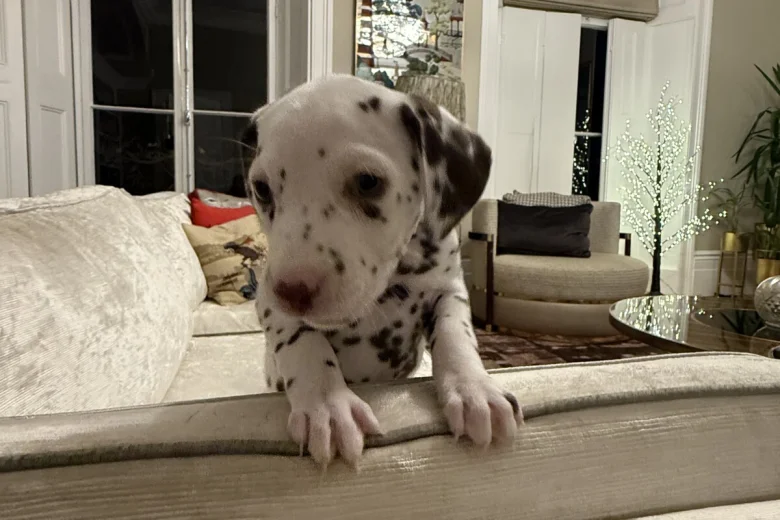 Dalmatian