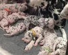 Dalmatian