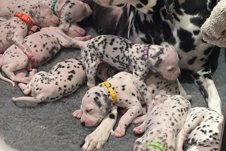 Dalmatian