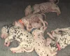 Dalmatian
