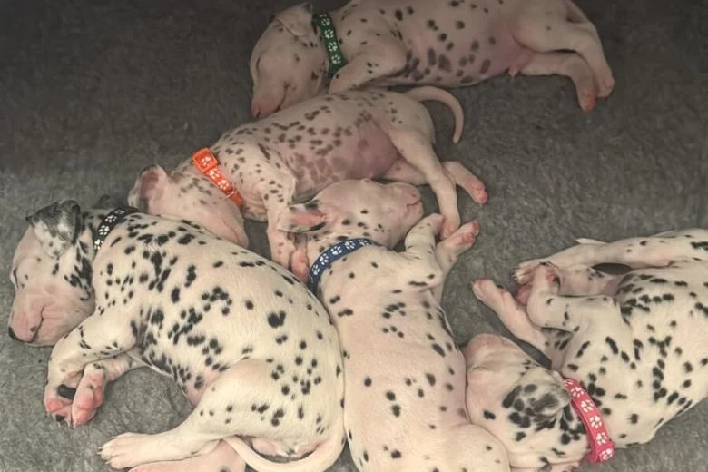 Dalmatian