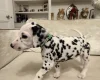 Dalmatian