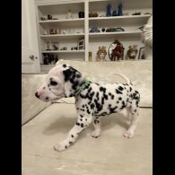 Dalmatian