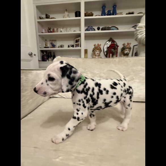 Dalmatian