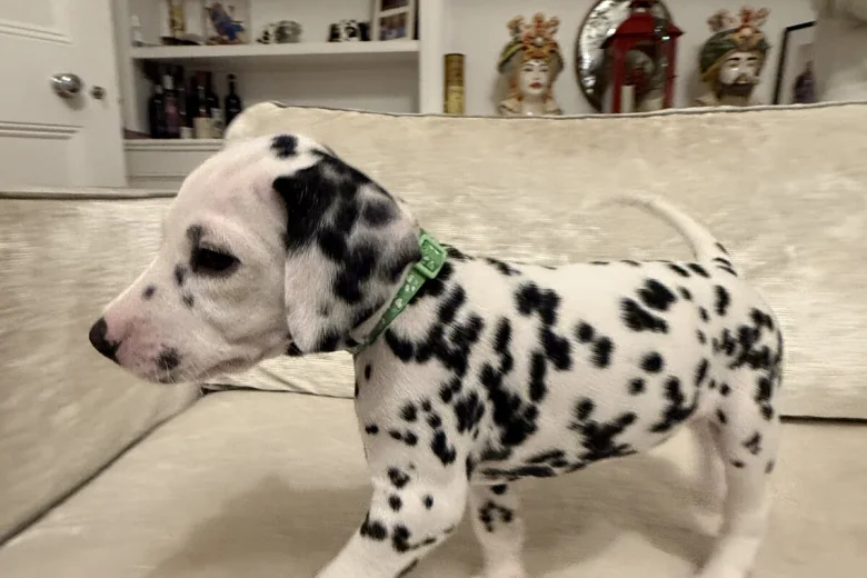 Dalmatian
