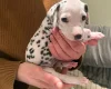 Dalmatian