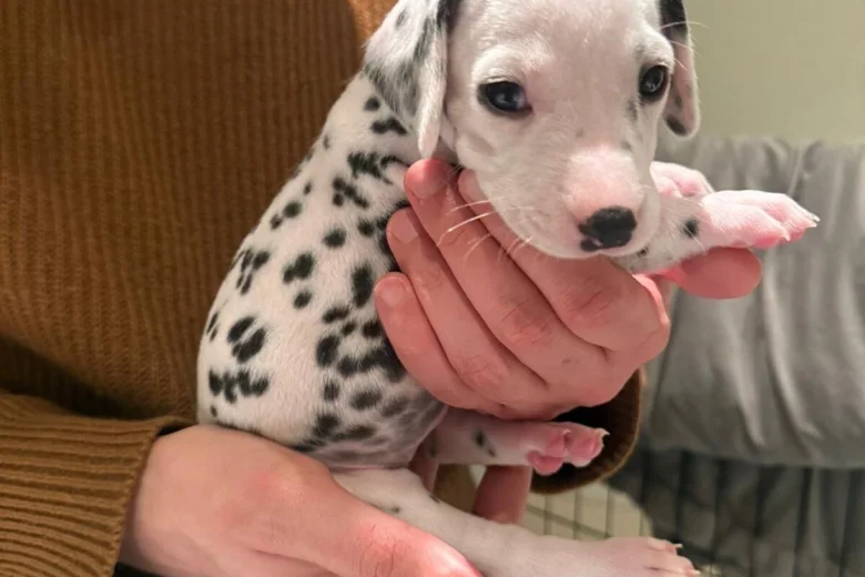 Dalmatian