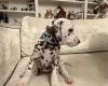 Dalmatian