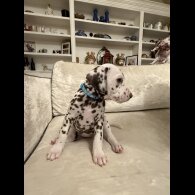Dalmatian