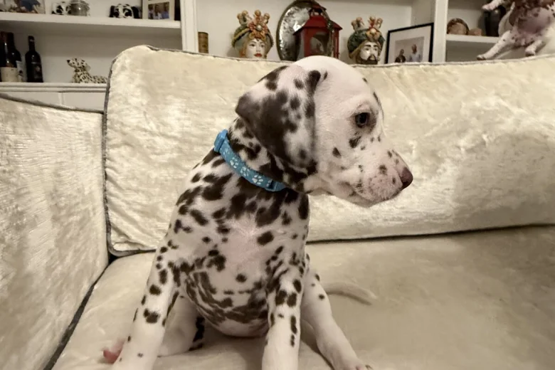 Dalmatian