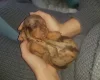 Dachshund (Miniature Smooth Haired)