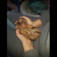 Dachshund (Miniature Smooth Haired)