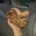 Dachshund (Miniature Smooth Haired)